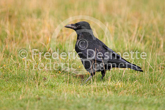 Carrion Crow 7 (Corvus corone)