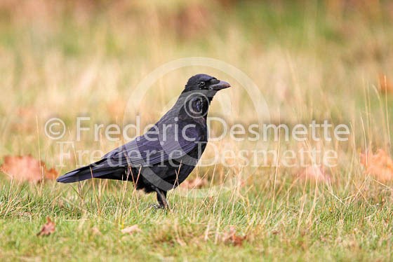 Carrion Crow 8 (Corvus corone)