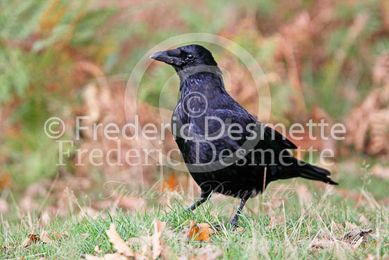 Carrion Crow 11 (Corvus corone)