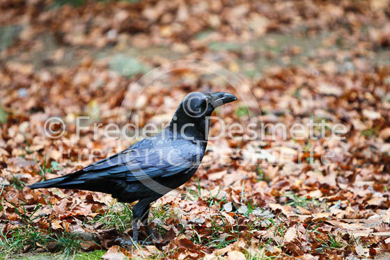 Raven 1 (Corvus corax)