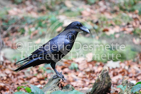 Raven 5 (Corvus corax)