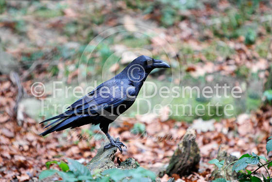 Raven 6 (Corvus corax)