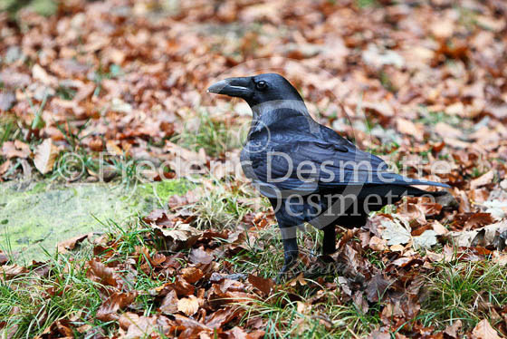 Raven 2 (Corvus corax)