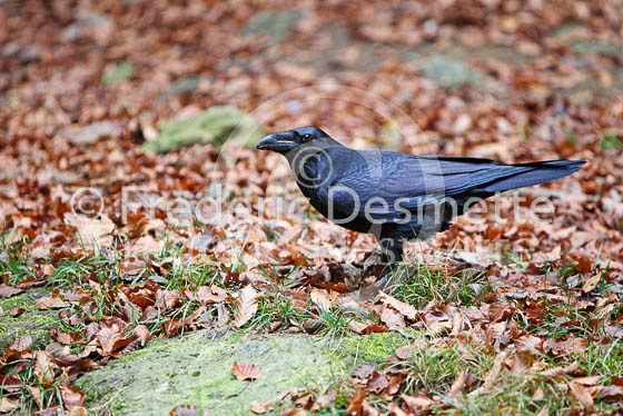 Raven 4 (Corvus corax)