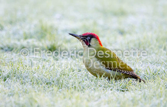 Green woodpecker 35 (Picus viridis)-2