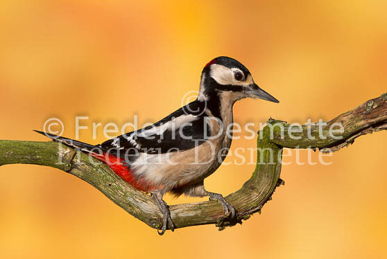 Great spotted woodpecker 146 (Dendrocopos major)-2