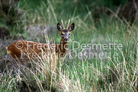 Roe deer 9 (Capreolus capreolus)