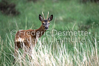 Roe deer 8 (Capreolus capreolus)
