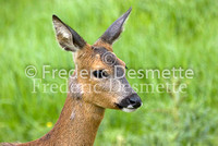 Roe deer 4 (Capreolus capreolus)