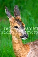 Roe deer 5 (Capreolus capreolus)
