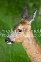 Roe deer 7 (Capreolus capreolus)