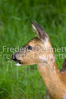 Roe deer 6 (Capreolus capreolus)