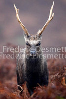 Sika deer 4 (Cervus nippon)