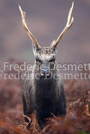 Sika deer 4 (Cervus nippon)