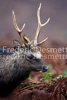 Sika deer 2 (Cervus nippon)