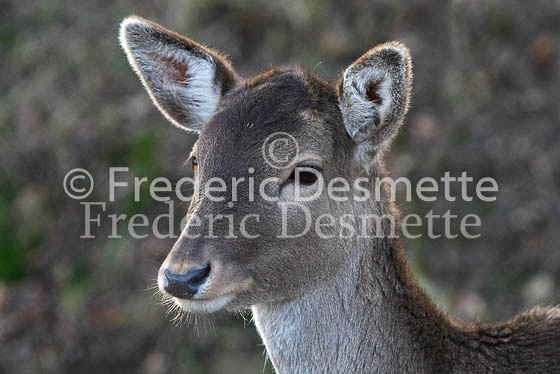 Sika Deer 1 (Cervus nippon)