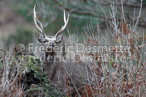Sika deer 13 (Cervus nippon)