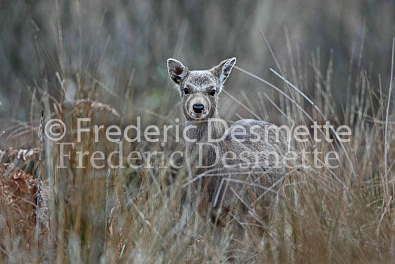 Sika deer 7 (Cervus nippon)