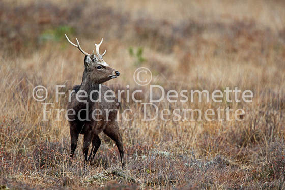 Sika deer 15 (Cervus nippon)