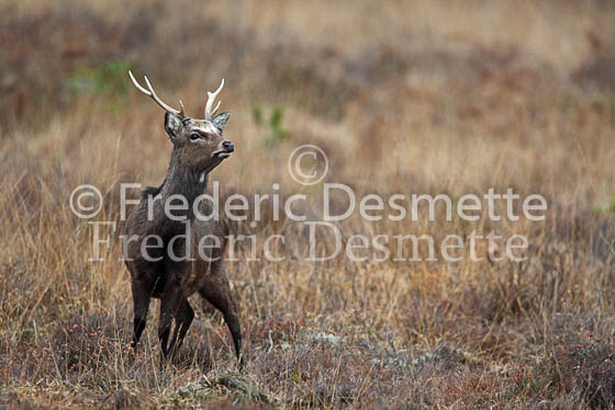 Sika deer 16 (Cervus nippon)