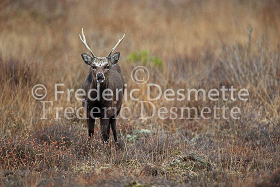 Sika deer 18 (Cervus nippon)
