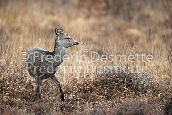 Sika deer 12 (Cervus nippon)