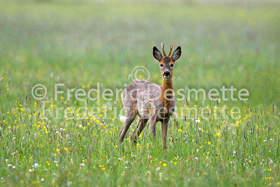 Roe deer 11 (Capreolus capreolus)