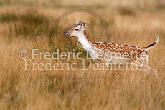 Fallow deer 19 (Dama dama)