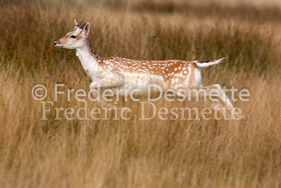 Fallow deer 16 (Dama dama)