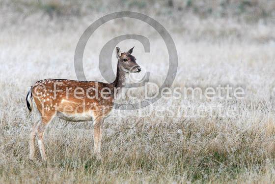 Fallow deer 24 (Dama dama)