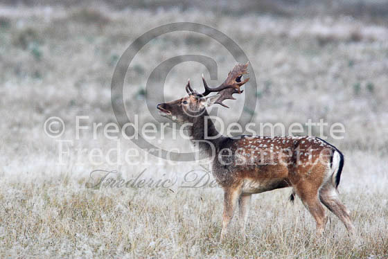 Fallow deer 32 (Dama dama)