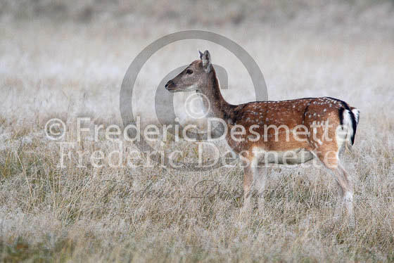 Fallow deer 25 (Dama dama)