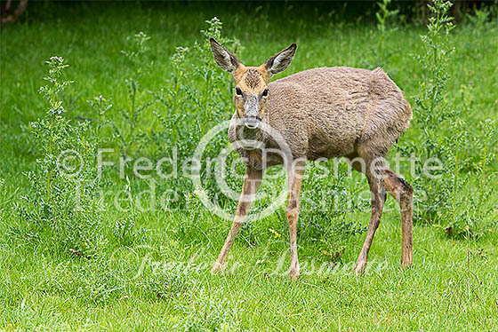 Roe deer 18 (Capreolus capreolus)