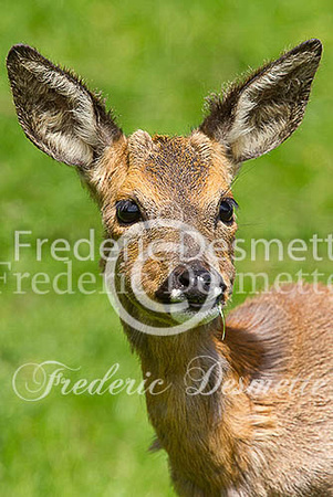 Roe deer 25 (Capreolus capreolus)