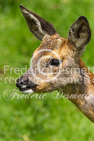 Roe deer 26 (Capreolus capreolus)