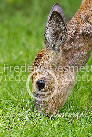 Roe deer 19 (Capreolus capreolus)