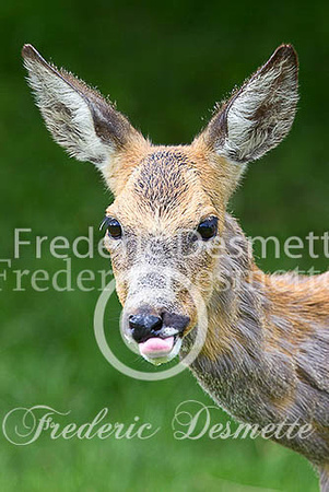 Roe deer 20 (Capreolus capreolus)