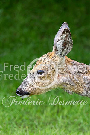 Roe deer 22 (Capreolus capreolus)