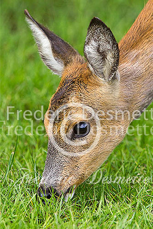 Roe deer 24 (Capreolus capreolus)