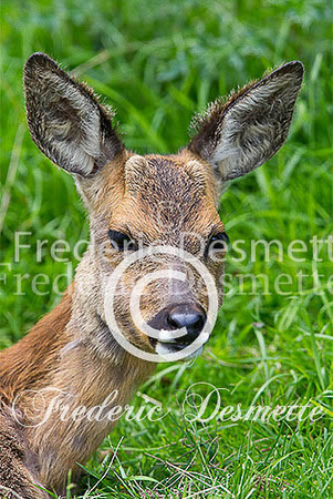 Roe deer 27 (Capreolus capreolus)
