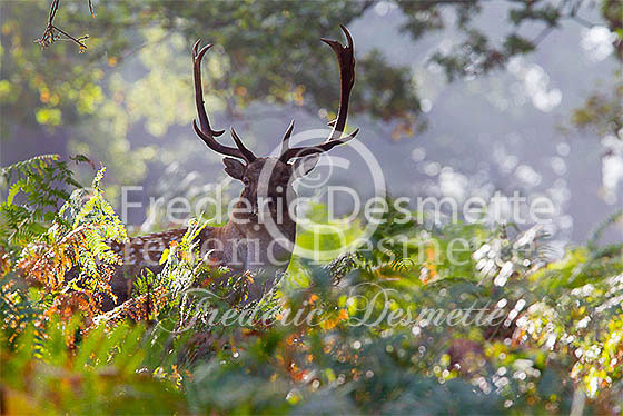 Fallow deer 75 (Dama dama)