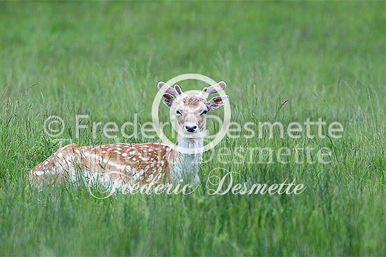 Fallow deer 78 (Dama dama)