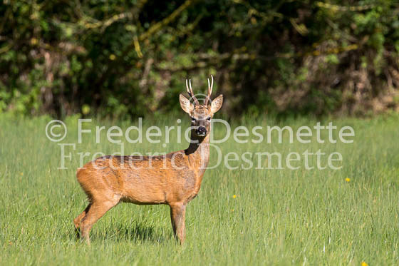 Roe deer 32 (Capreolus capreolus)
