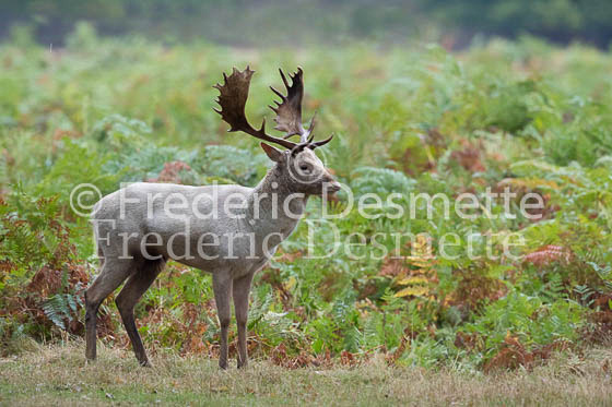 Fallow deer 146 (Dama dama)