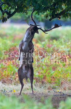 Fallow deer 100 (Dama dama)