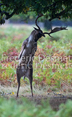 Fallow deer 101 (Dama dama)