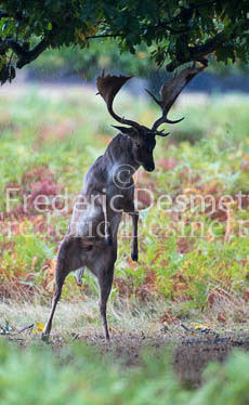 Fallow deer 89 (Dama dama)
