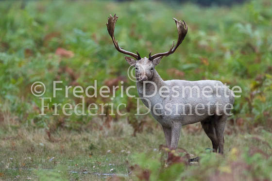 Fallow deer 123 (Dama dama)