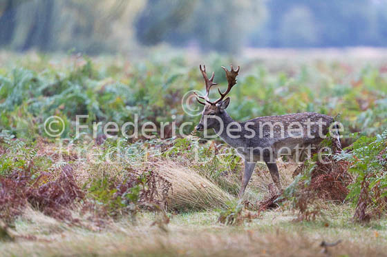Fallow deer 120 (Dama dama)