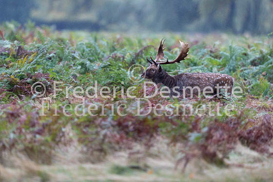 Fallow deer 119 (Dama dama)